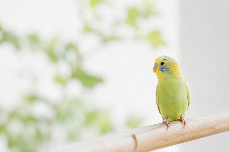 止まり木にとまるセキセイインコ